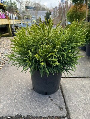 Cryptomeria Japonica Little Diamond - Ball - 10L - 40cm