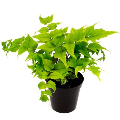 Crytomium Fortunei Var. Clivicola - 0.5L (Dwarf Japanese Holly fern)