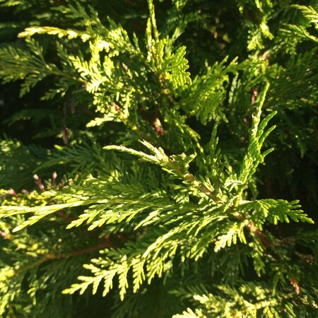 Cupressocyparis Leylandii - 18L - 250cm+