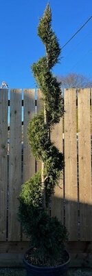 Cupressocyparis Leylandii - 55L Spiral 2.5m Tall