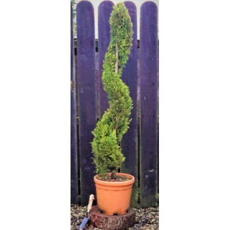 Cupressocyparis Leylandii Castlewellan Gold - Spiral - 1.6m
