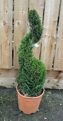 Cupressocyparis Leylandii Castlewellan Gold - Spiral  - 12L - 90cm