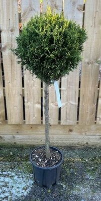 Cupressocyparis Leylandii Castlewellen Gold - 1/2 Std 9L