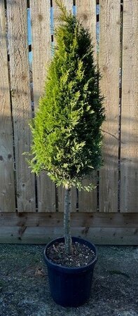 Cupressocyparis Leylandii Castlewellen Gold - 1/2 Std Arrow Shape 20L
