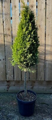 Cupressocyparis Leylandii Castlewellen Gold - 1/2 Std Arrow Shape 20L