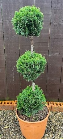 Cupressocyparis Leylandii Castlewellen Gold - 12L - 3-Ball - 90cm