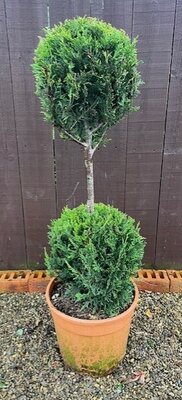 Cupressocyparis Leylandii Castlewellen Gold - 18L 2 Ball on Stem - 0.9m