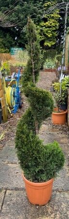 Cupressocyparis Leylandii Castlewellen Gold 18L - Spiral - 130cm