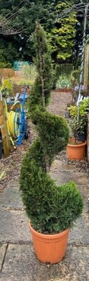 Cupressocyparis Leylandii Castlewellen Gold 18L - Spiral - 130cm