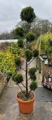 Cupressocyparis Leylandii Castlewellen Gold 30L - Pom Pom - 1.6m