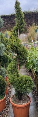 Cupressocyparis Leylandii Castlewellen Gold 30L - Spiral - 1.6m
