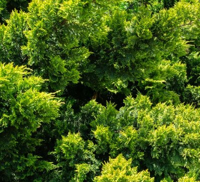 Cupressocyparis Leylandii Castlewellen Gold - long cloud style - 35L -140cm