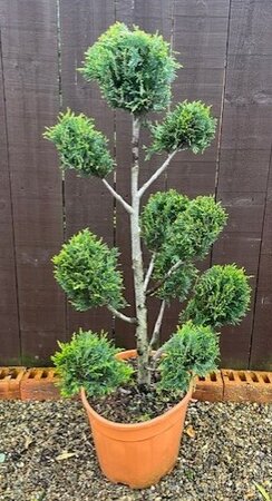 Cupressocyparis Leylandii Castlewellen Gold- Pom-Pom - 12L - 90cm