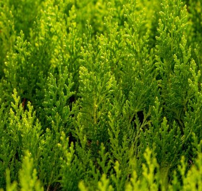 Cupressocyparis Leylandii 'Exc.Gold'  - 9L - 1.5m
