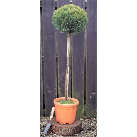 Cupressocyparis Leylandii Gold Rider - 1/2 Std - 1.2m