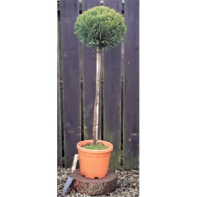 Cupressocyparis Leylandii Gold Rider - 1/2 Std - 1.2m