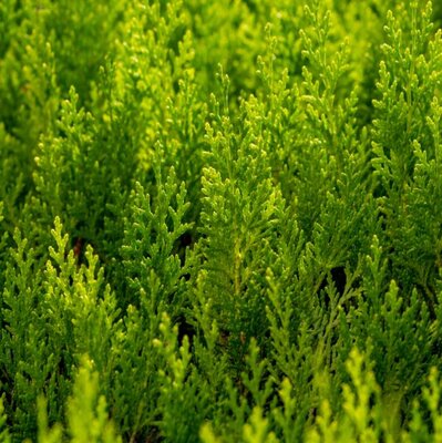 Cupressocyparis Leylandii Gold Rider - 9L