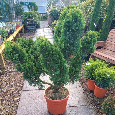 Cupressocyparis Leylandii Gold Rider - long cloud style - 30L