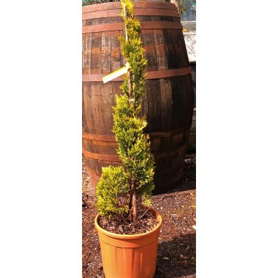 Cupressocyparis Leylandii Gold Rider - Spiral - 0.8m