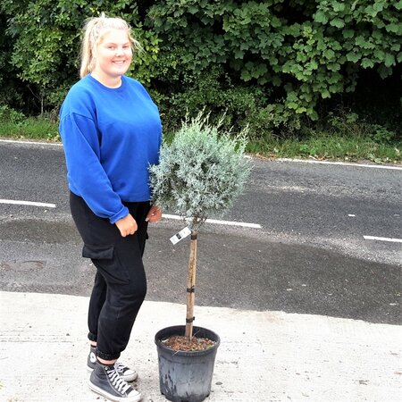 Cupressus Arizonica Fastigiata -  12L - 1/4 Std