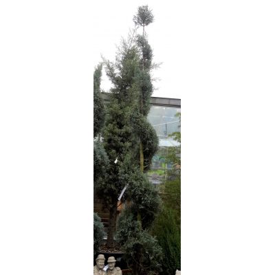 Cupressus Arizonica Fastigiata - 2.4m - Spiral & Ball