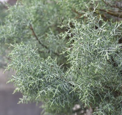 Cupressus Arizonica Fastigiata  - 30L - Pom-Pom style - 1.5m