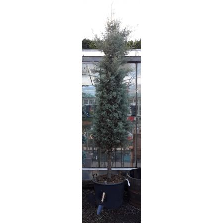 Cupressus Arizonica Fastigiata (Arrow)