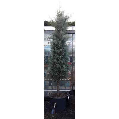 Cupressus Arizonica Fastigiata (Arrow)