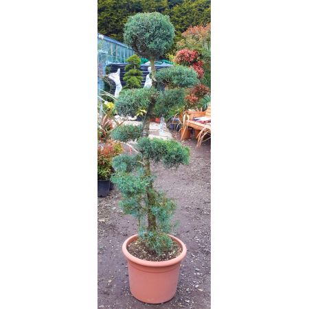 Cupressus Arizonica Fastigiata - Bonsai Style - 1.4m