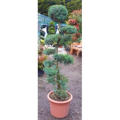 Cupressus Arizonica Fastigiata - Bonsai Style - 1.4m