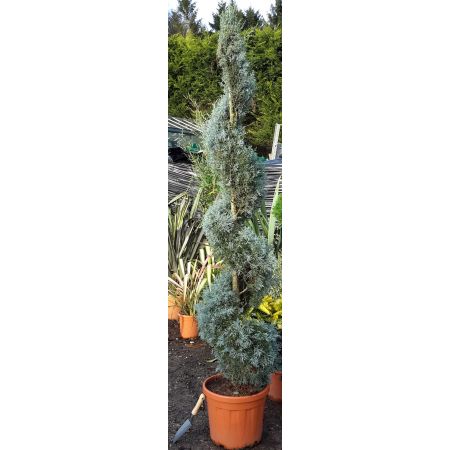 Cupressus Arizonica Fastigiata - Spiral - 1.8m