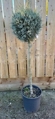 Cupressus Arizonica Glauca 1/2 Std - 15L