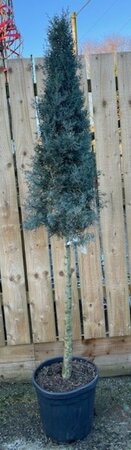 Cupressus Arizonica Glauca 1/2 Std Arrow Shape- 25L