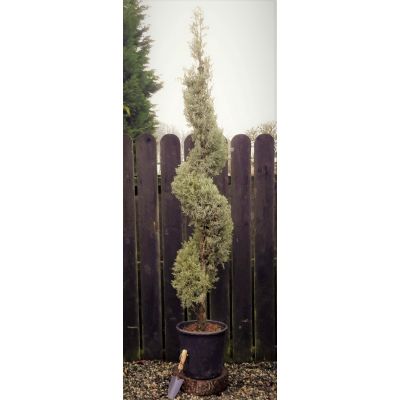 Cupressus Arizonica Glauca Spiral 25L