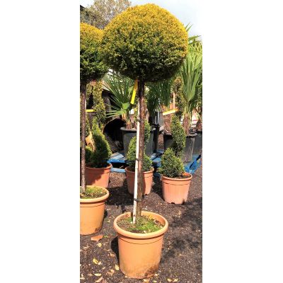 Cupressus Macroc. Goldcrest 1/2 Std. 15L - 1.1m