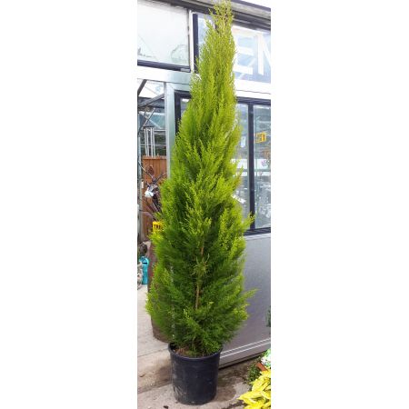 Cupressus Macrocarpa Goldcrest - 2m