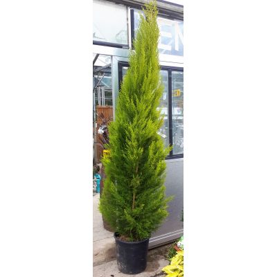 Cupressus Macrocarpa Goldcrest - 2m