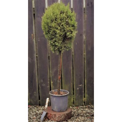 Cupressus Sempervirens 1/2 Std