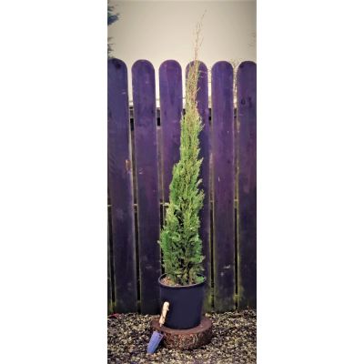 Cupressus Sempervirens 18L