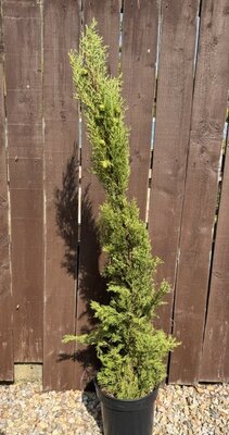Cupressus Sempervirens Pyramidalis 10L