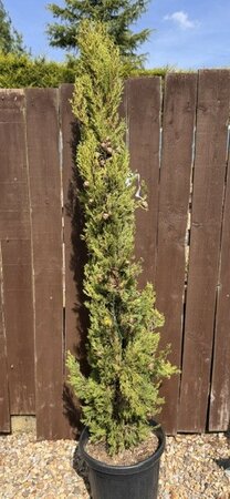 Cupressus Sempervirens Pyramidalis  30L