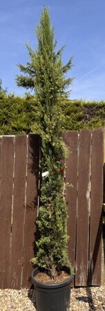 Cupressus Sempervirens Pyramidalis 45L