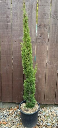 Cupressus Sempervirens Totem - 10L