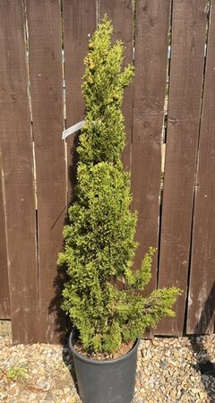 Cupressus Sempervirens Totem 12L