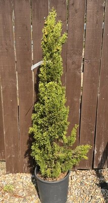 Cupressus Sempervirens Totem 12L