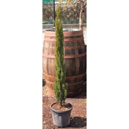 Cupressus Sempervirens Totem - 18L - 1.25m