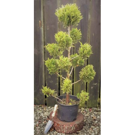 Cupressocyparis Leylandii Castlewellen Gold - Pom Pom - 1.1m