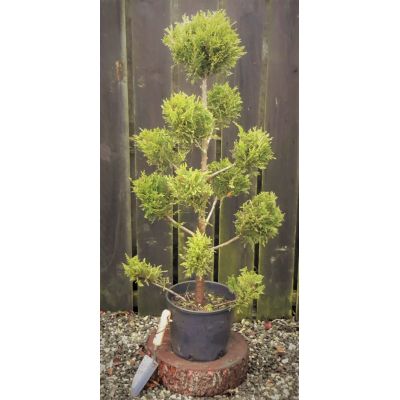 Cupressocyparis Leylandii Castlewellen Gold - Pom Pom - 1.1m