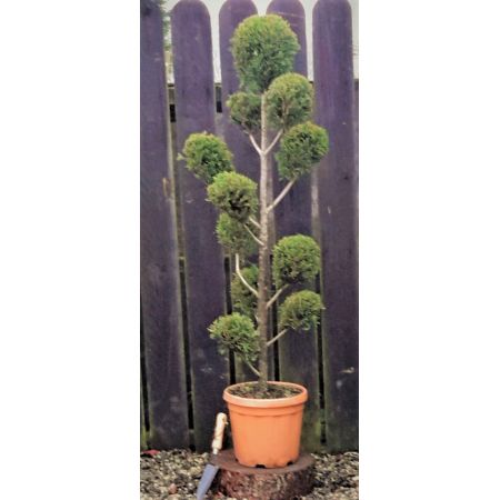 Cupressocyparis Leylandii Castlewellen Gold - Pom Pom - 1.3m - image 1
