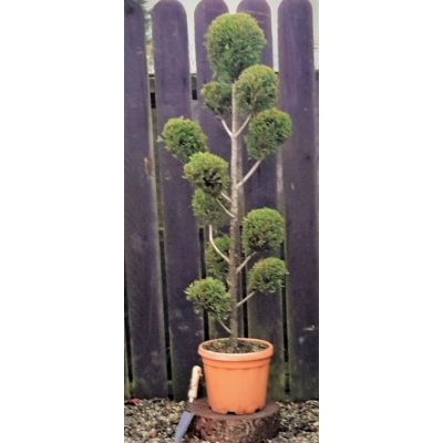 Cupressocyparis Leylandii Castlewellen Gold - Pom Pom - 1.3m
